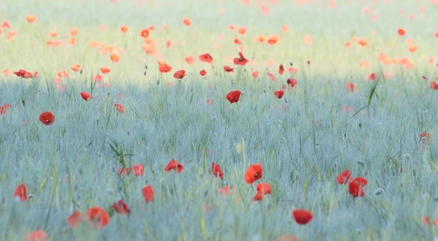 Salle à louer - Le chant des coquelicots - centre paramédical et psychotherapeutique en Brabant Wallon